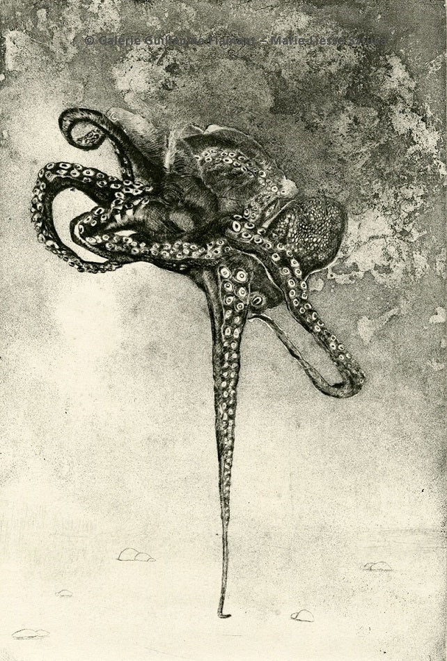 Octopus Equilibrius