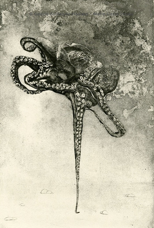 Octopus Equilibrius