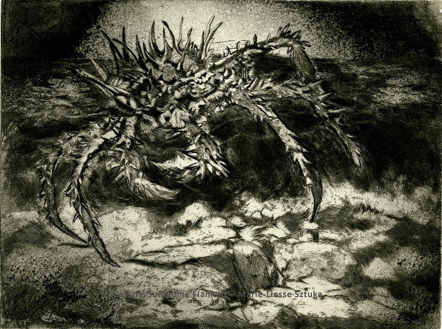 Araignée de Mer